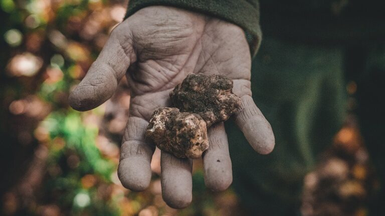 The Price of White Truffles of Alba, Care and Use - How truffle oil is ...