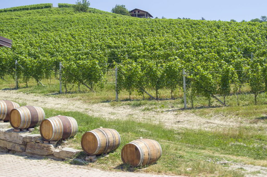 Vineyards of Nebbiolo in a Barolo winery