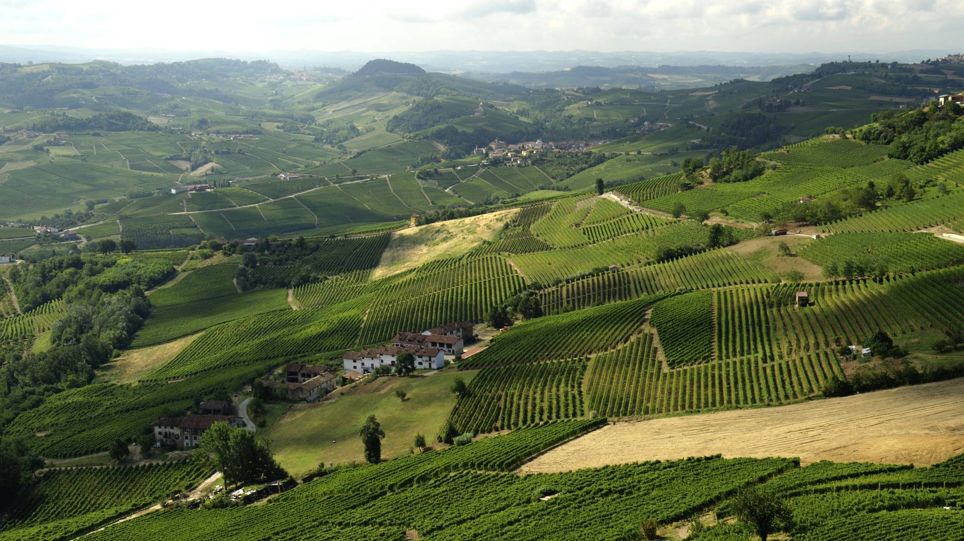 Wine tour in the Langhe hills of Piedmont