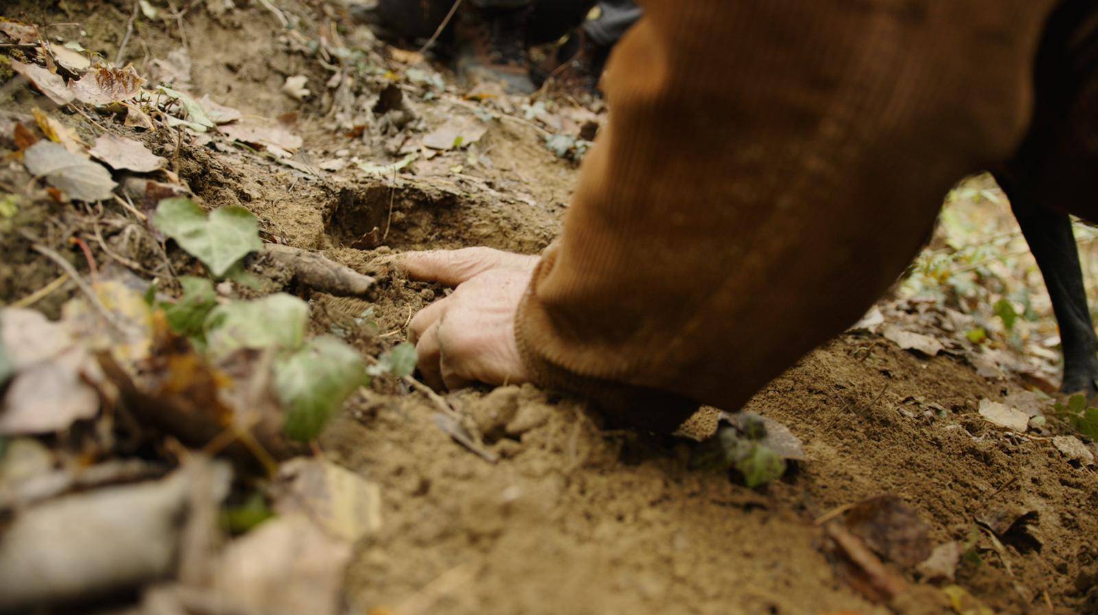 The Price of White Truffles of Alba, Care and Use