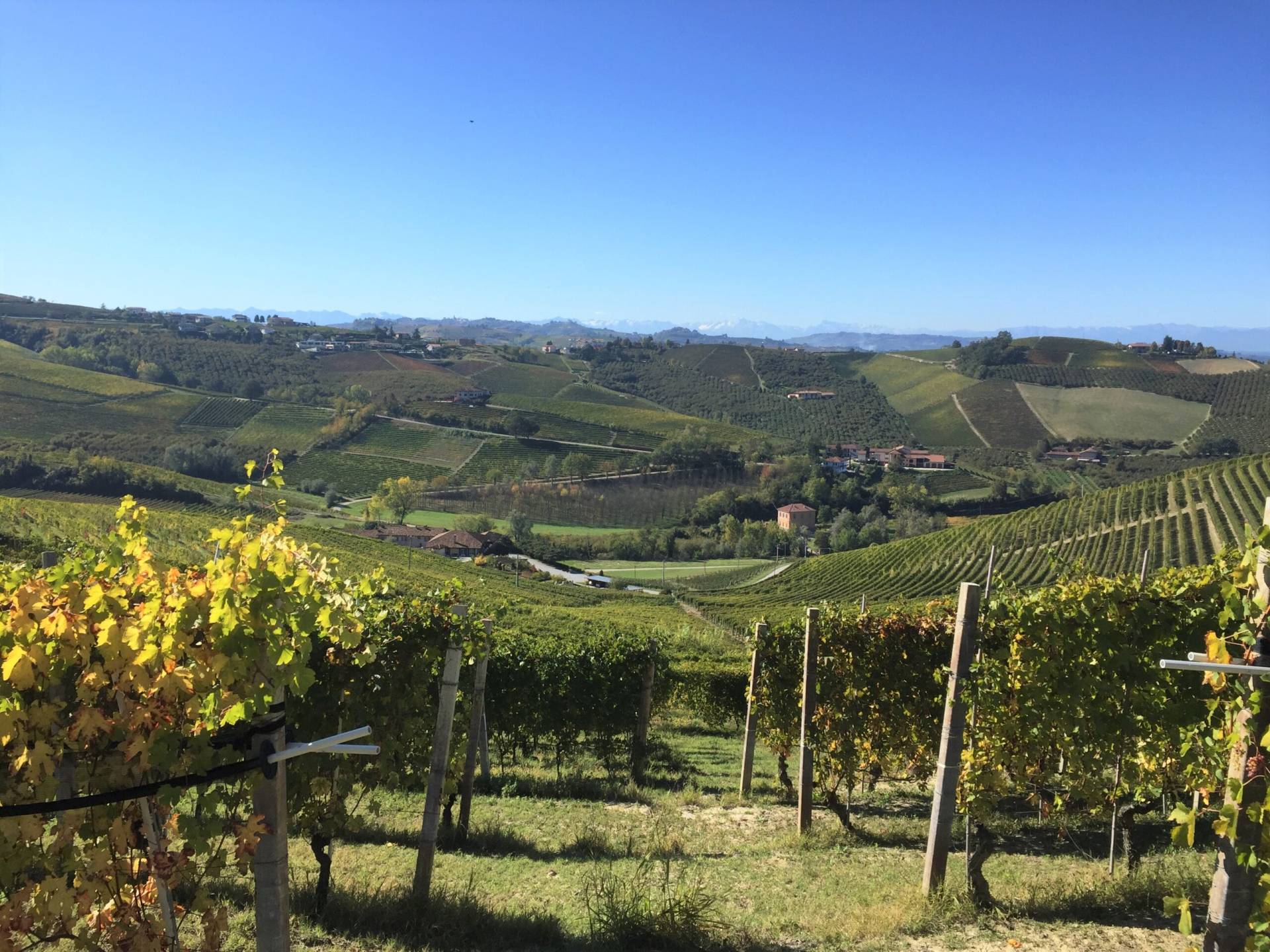 barolo wine tours and truffle hunting experience