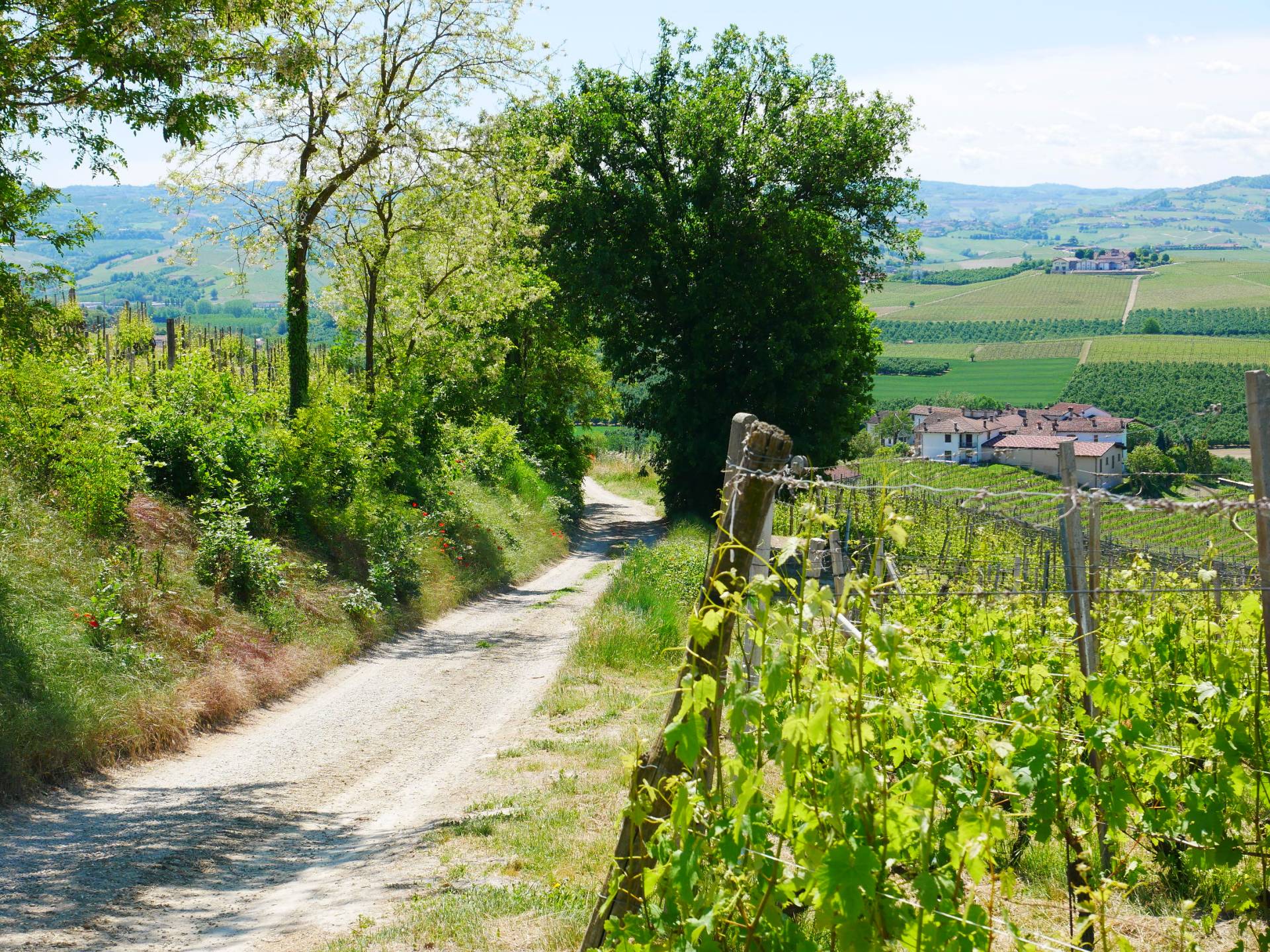 Guided Barolo Bike Tour