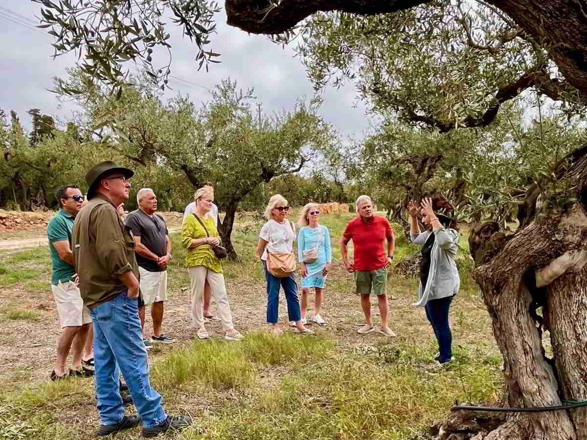 Olive trees and tasting in the Sicily tour